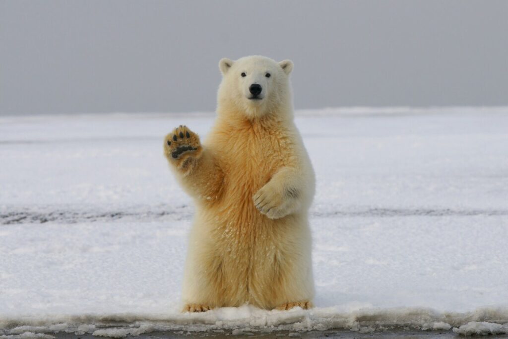 Unsplashで見つかるユーモラスで愛嬌のあるシロクマの写真