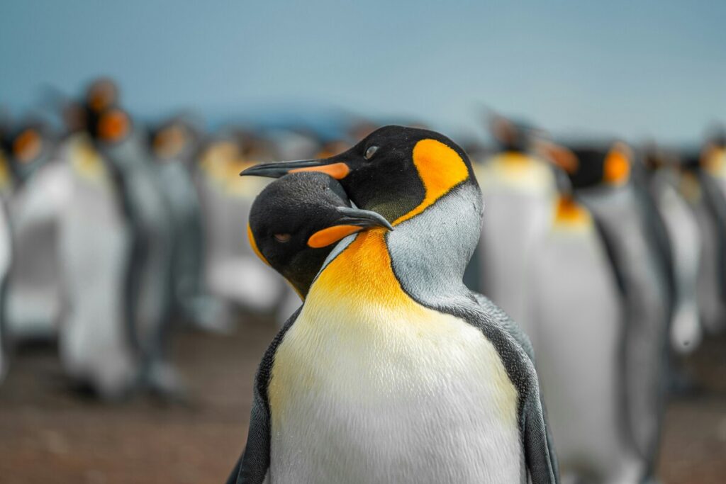 ペンギンの群れと寄り添う2羽のペンギンの美しい写真