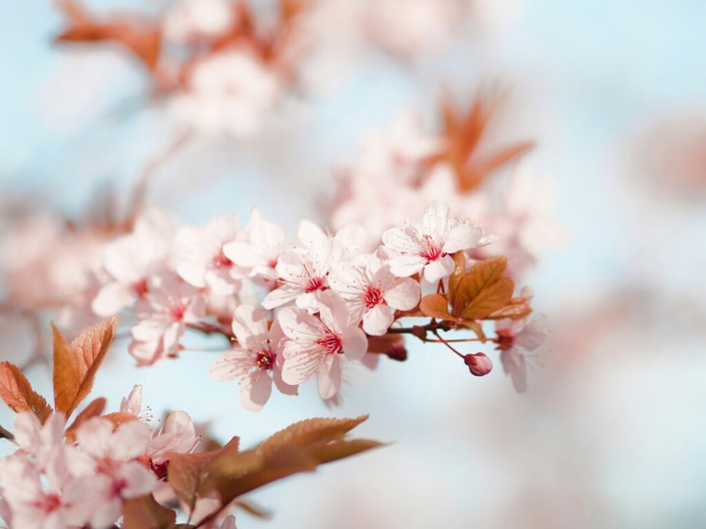 ボケ味が美しい、プロが撮影した芸術的な桜の写真