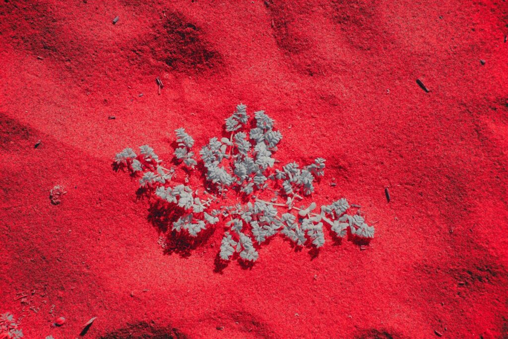 鮮やかな赤い砂の上に置かれた、一株の青白い植物のミニマルな写真